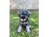 PoulaTo: Μινιατούρα Schnauzer